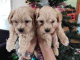 Sevi̇mli̇ Malti̇poo Bebekler Burkemden