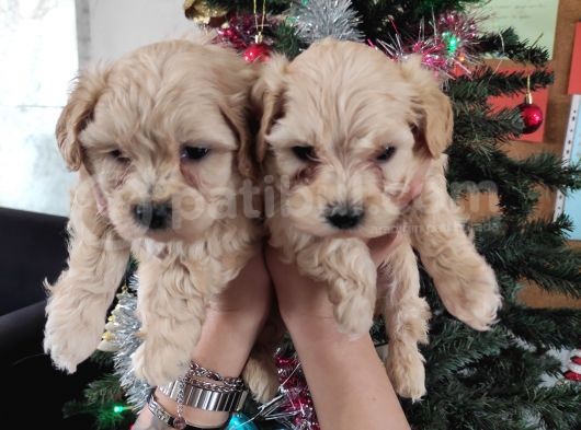 Sevi̇mli̇ Malti̇poo Bebekler Burkemden görsel