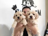 Sevi̇mli̇ Malti̇poo Bebekler Burkemden