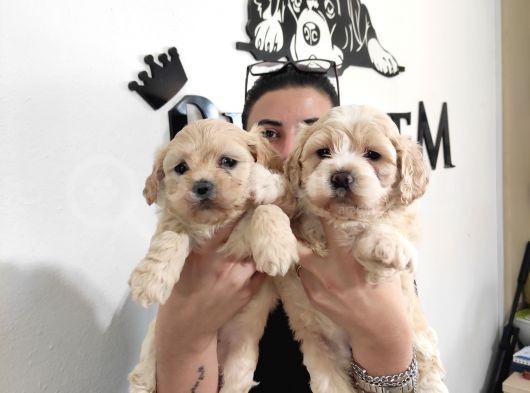 Sevi̇mli̇ Malti̇poo Bebekler Burkemden görsel