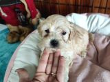 SEVİMLİ MALTİPOO BEBEKLER BURKEMDEN