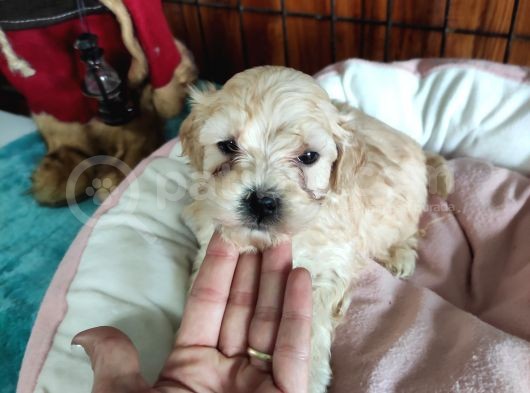 Sevi̇mli̇ Malti̇poo Bebekler Burkemden