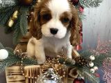 Muhteşem Cavalier King Charles Bebeleri