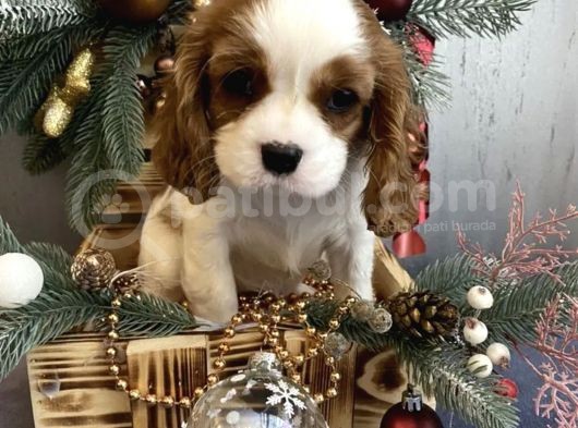 Muhteşem Cavalier King Charles Bebeleri görsel