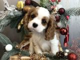 Muhteşem cavalier king charles bebeleri