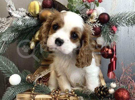 Muhteşem Cavalier King Charles Bebeleri