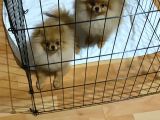 Pomeranian Boo 6 Ay Dişi Kardeşler