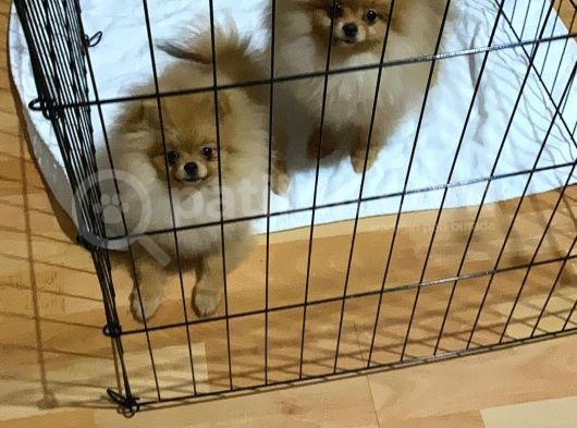 Pomeranian Boo 6 Ay Dişi Kardeşler görsel