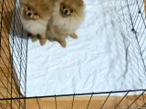 Pomeranian Boo 6 Ay Dişi Kardeşler