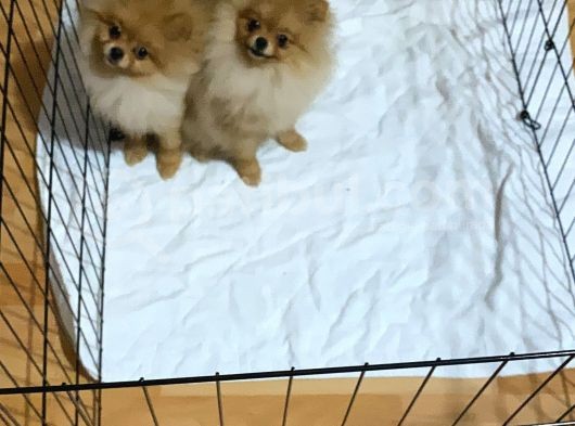 Pomeranian Boo 6 Ay Dişi Kardeşler görsel