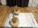 Pomeranian Boo 6 Ay Dişi Kardeşler