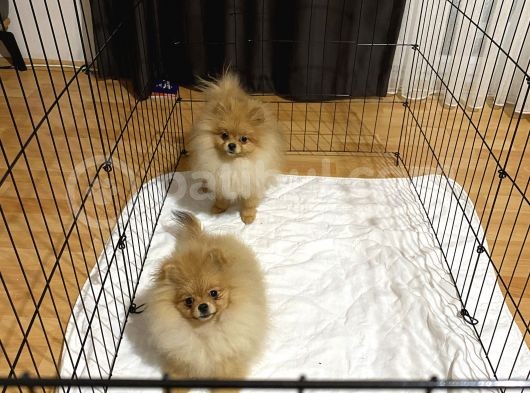 Pomeranian Boo 6 Ay Dişi Kardeşler