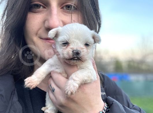 Ruhsatlı Eğitim Merkezimizden Maltese Bebekler görsel