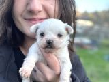 Ruhsatlı Eğitim Merkezimizden Maltese Bebekler