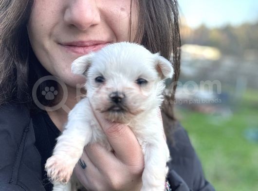 Ruhsatlı Eğitim Merkezimizden Maltese Bebekler görsel