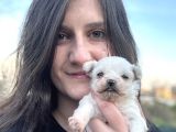 Ruhsatlı Eğitim Merkezimizden Maltese Bebekler