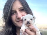 Ruhsatlı eğitim merkezimizden Maltese bebekler