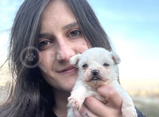 Ruhsatlı Eğitim Merkezimizden Maltese Bebekler