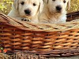 SAFKAN GOLDEN RETRİEVER YAVRULARI