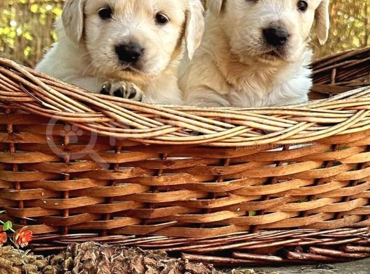 Safkan Golden Retri̇ever Yavrulari