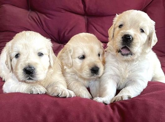 Baby Face Golden Retri̇ever Yavrulari