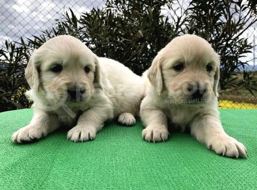 Baby Face Golden Retri̇ever Yavrulari görsel