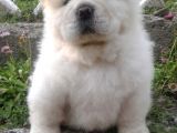 TOMBİK ASLAN YAVRULARI