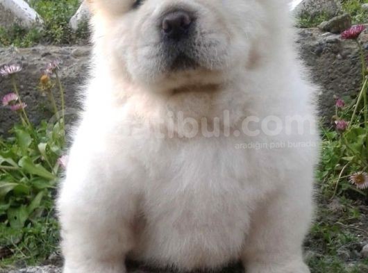 Tombi̇k Aslan Yavrulari