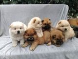 RENK RENK CHOW CHOW YAVRULARI