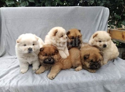 Renk Renk Chow Chow Yavrulari