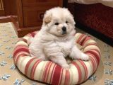 YENİ YIL CHOW CHOW YAVRULARI