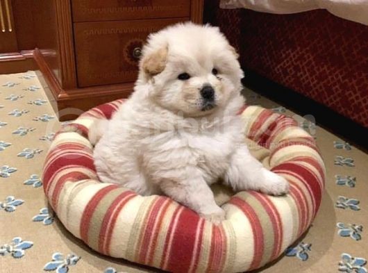 Yeni̇ Yil Chow Chow Yavrulari