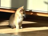 Güzel Yüzlü Golden British Shorthair