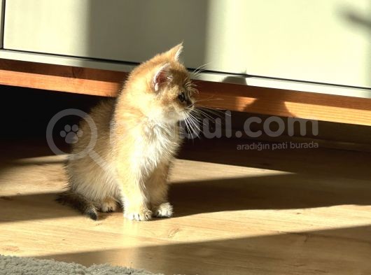 Güzel Yüzlü Golden British Shorthair görsel