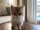 Güzel Yüzlü Golden British Shorthair