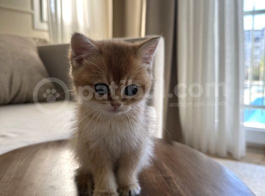 Güzel Yüzlü Golden British Shorthair görsel