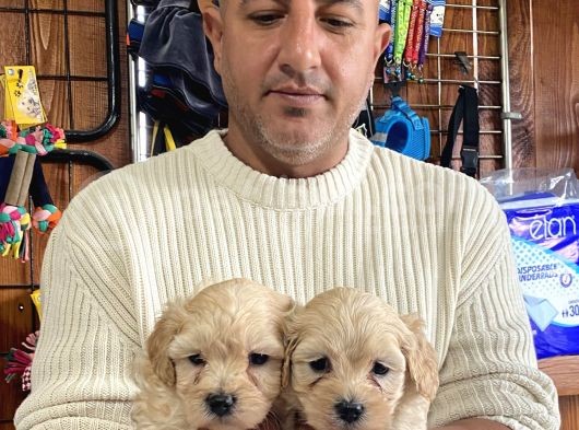 Mükemmel Kalitede Maltipoo Yavrularımız görsel