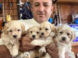 Mükemmel Kalitede Maltipoo Yavrularımız