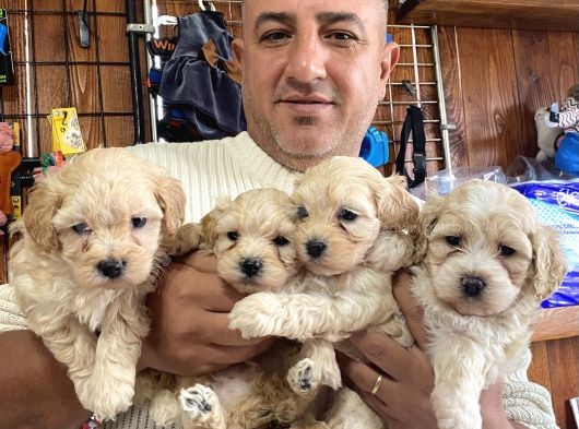 Mükemmel Kalitede Maltipoo Yavrularımız görsel