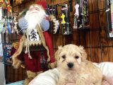 Mükemmel Kalitede Maltipoo Yavrularımız