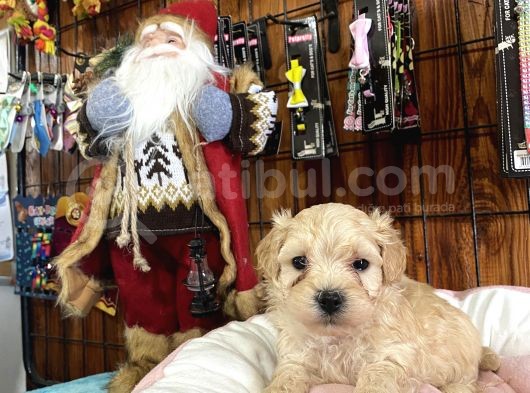 Mükemmel Kalitede Maltipoo Yavrularımız görsel