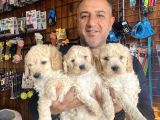 Mükemmel kalitede maltipoo yavrularımız