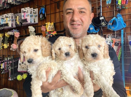 Mükemmel Kalitede Maltipoo Yavrularımız