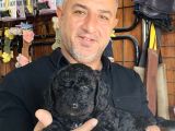 Siyah Poodle Yavrularız