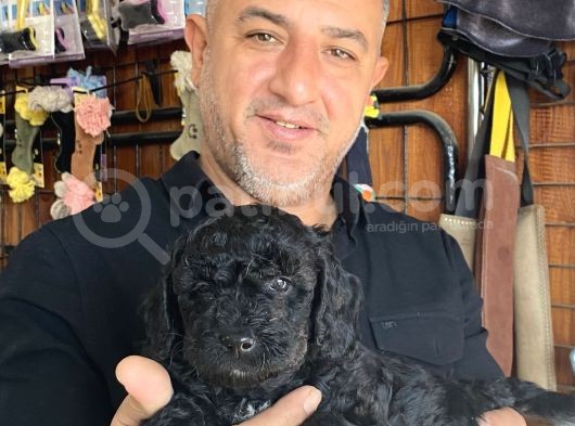 Siyah Poodle Yavrularız görsel