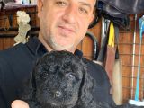 Siyah poodle yavrularız