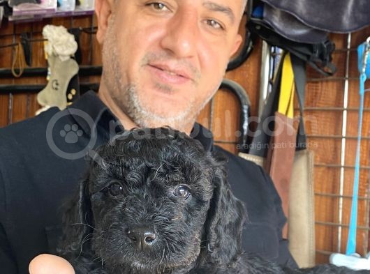 Siyah Poodle Yavrularız