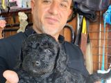 Siyah Poodle Yavrularız