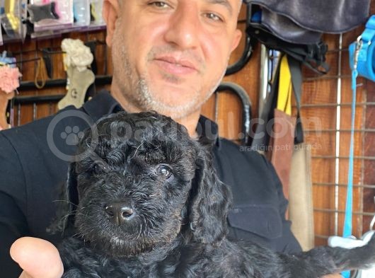 Siyah Poodle Yavrularız görsel