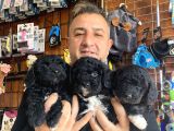 Siyah Poodle Yavrularız